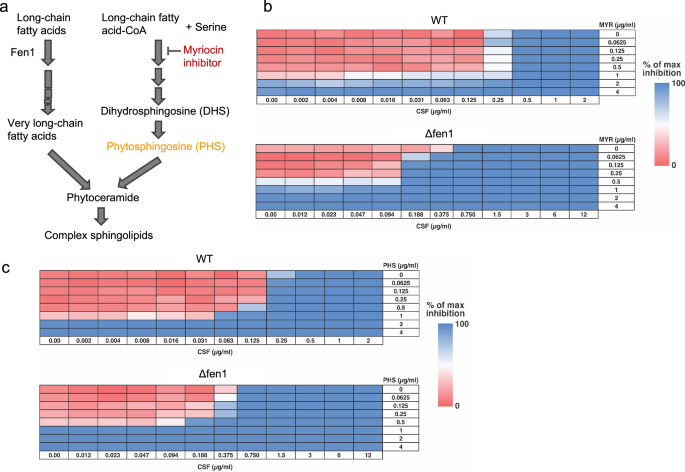 Fig. 6: Inhibition of long chain base (LCB) synthesis partially restored caspofungin (CSF) susceptibility in the Δfen1 mutant.
