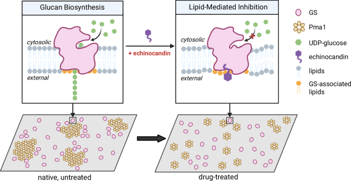 Fig. 7: Lipid-mediated model of echinocandin action.