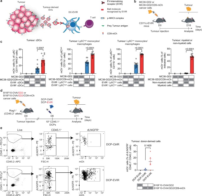 Fig. 1: An αGD2 EVIR enhances tumour antigen uptake by intra-tumoural cDCs.