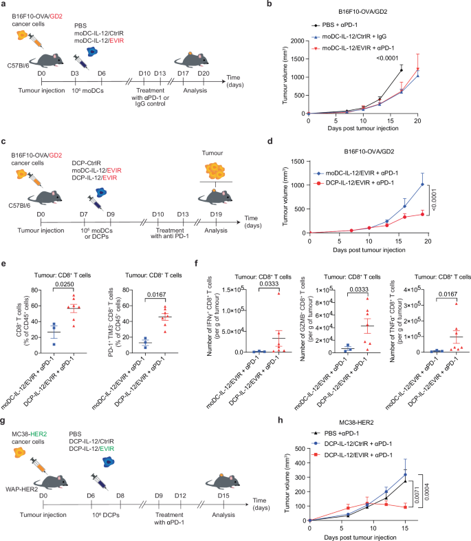 Fig. 3: IL-12/EVIR-engineered DCPs but not moDCs sensitize B16F10 melanomas to PD-1 blockade and inhibit MC38-HER2 tumours.