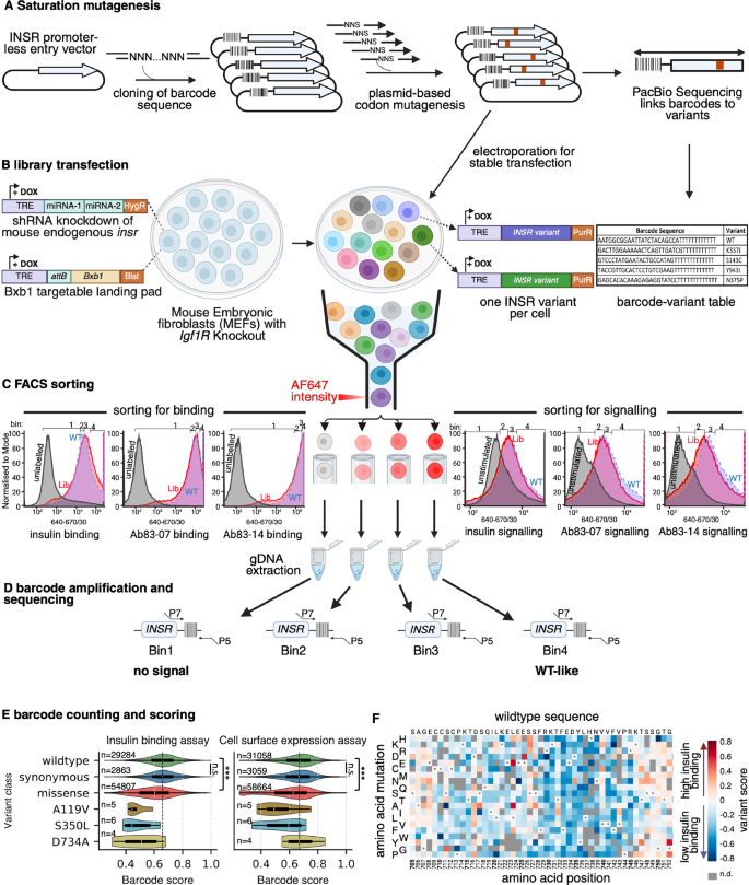 Fig. 1: Overview of workflow for massively parallel analysis of INSR variant effect.