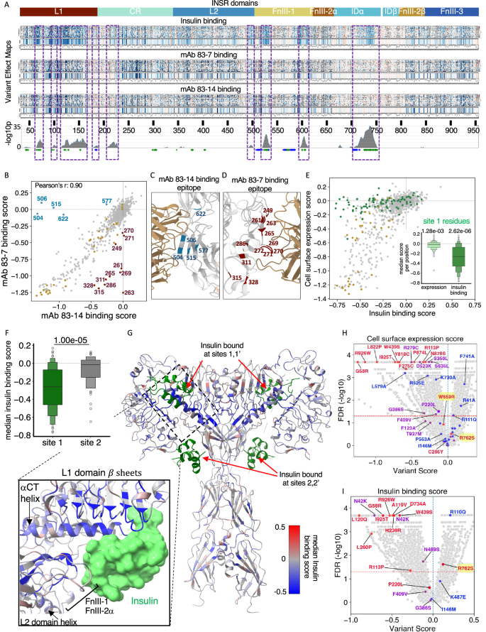 Fig. 2: Effects of mutations on cell surface expression and insulin binding.