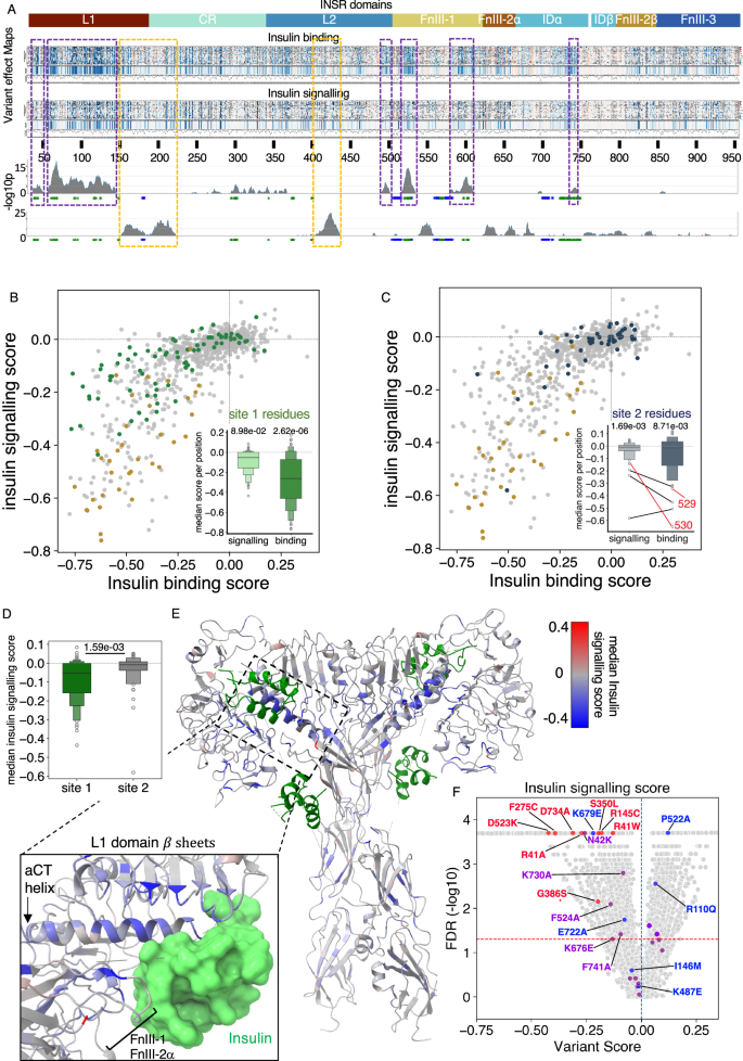 Fig. 4: Effects of variants on maximal INSR signalling.