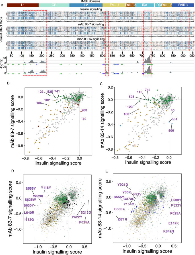 Fig. 6: INSR variants with impaired insulin binding that are potentially activatable by monoclonal antibodies.