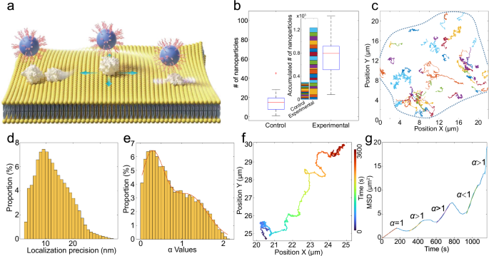 Fig. 5: Ultra-long-term single-particle tracking of EGFR using sub-10 nm capUCNPs probes.