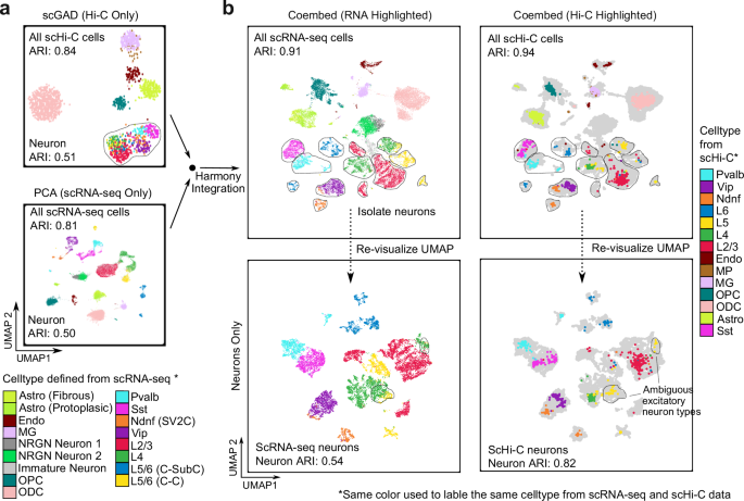 Fig. 7: Integration with scRNA-seq data improves scHi-C embedding performance.