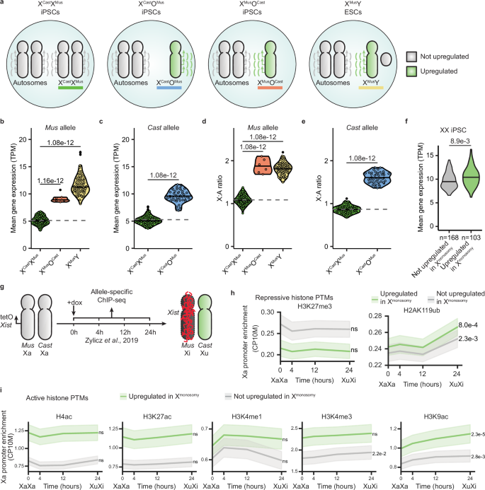 Fig. 1: Transcriptional dosage compensation of X-linked genes in mouse pluripotent stem cell lines with X-chromosome monosomy.