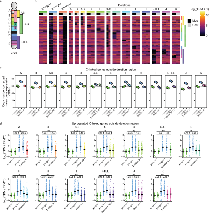 Fig. 3: The X chromosome does not contain an XCU center.