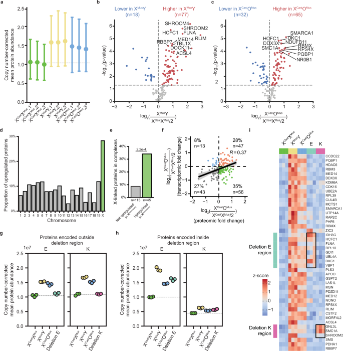 Fig. 6: Protein-level dosage compensation is induced within regions of monosomic expression on the X chromosome.