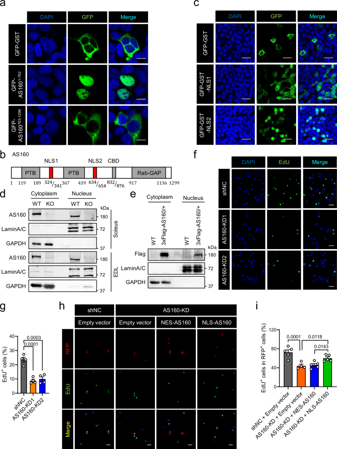 Fig. 1: Nuclear entry of AS160 promotes myoblast proliferation.