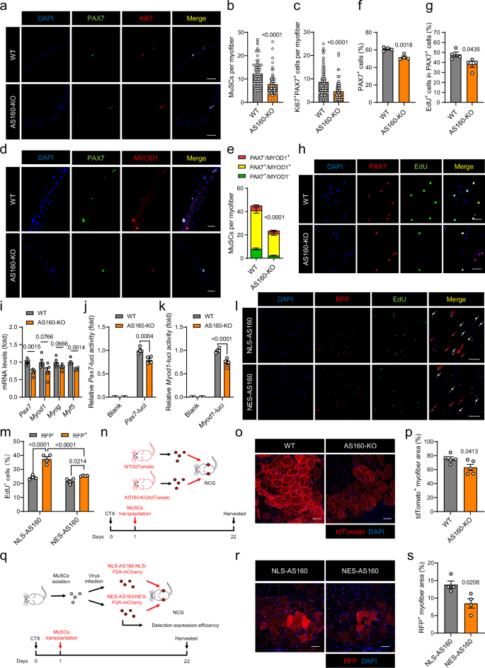 Fig. 2: Deficiency of AS160 impairs MuSC proliferation.