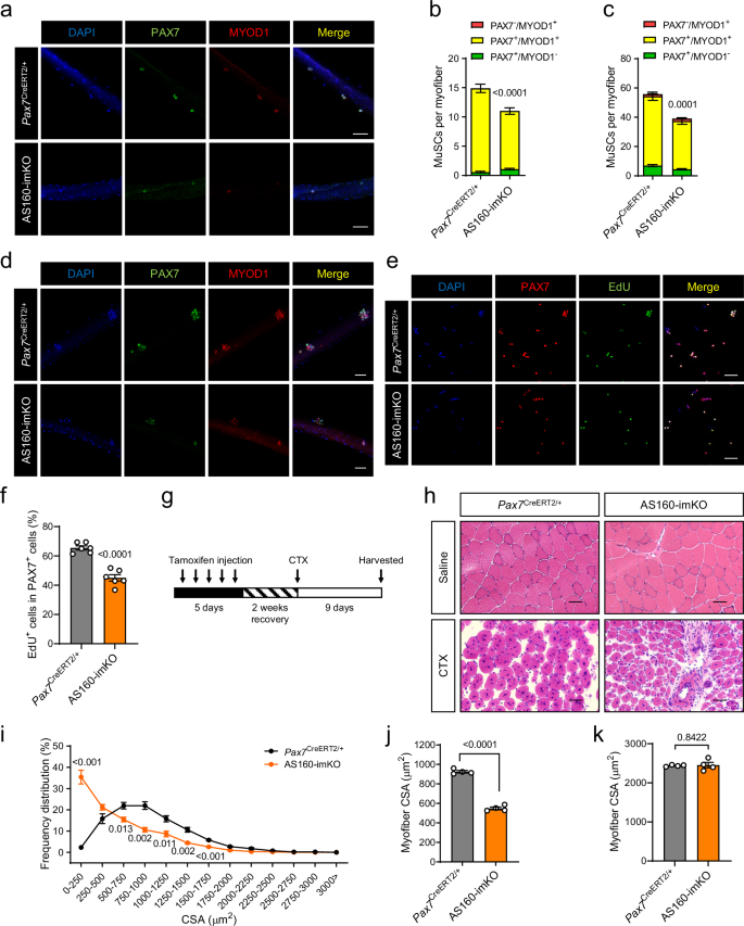 Fig. 3: Deficiency of AS160 in MuSCs impaired muscle regeneration.