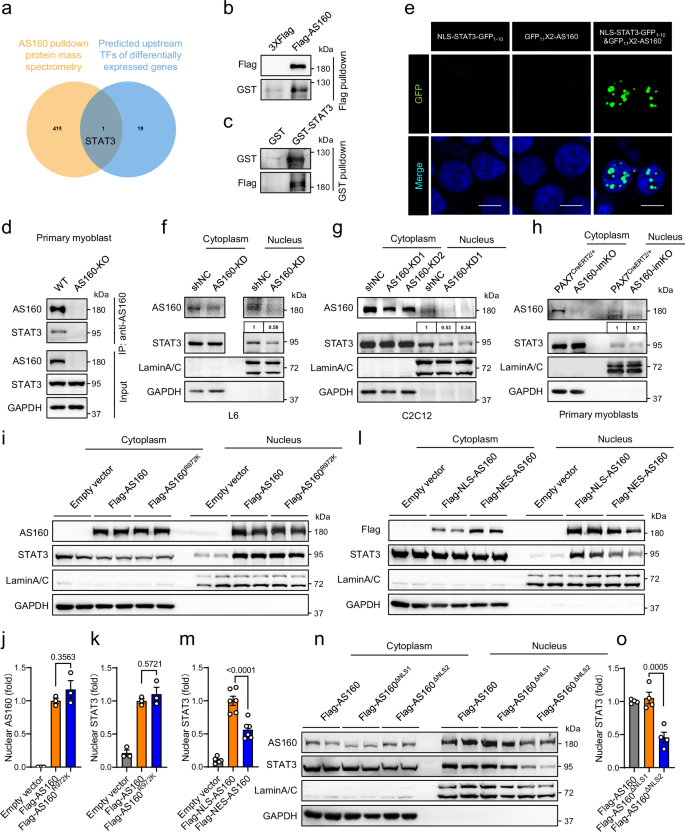 Fig. 4: AS160 interacts with STAT3 and promotes its nuclear accumulation.