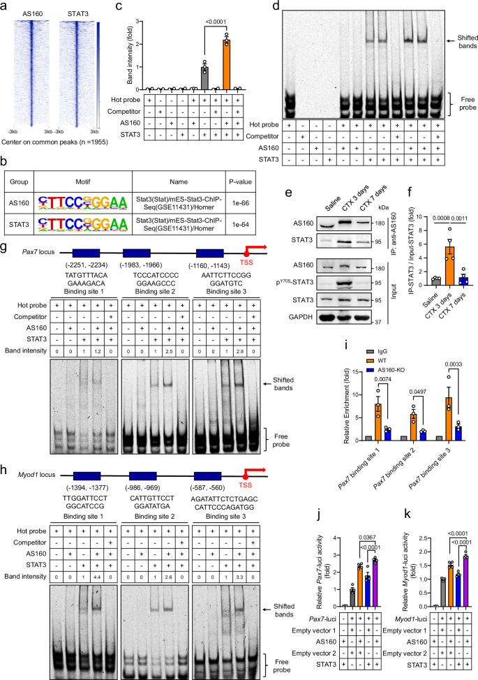 Fig. 5: AS160 enhances the DNA binding capacity of STAT3.