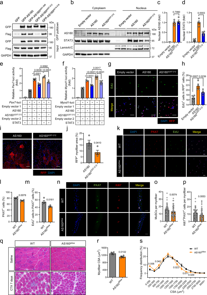 Fig. 6: Disruption of AS160–STAT3 interaction impairs MuSC proliferation and muscle regeneration.