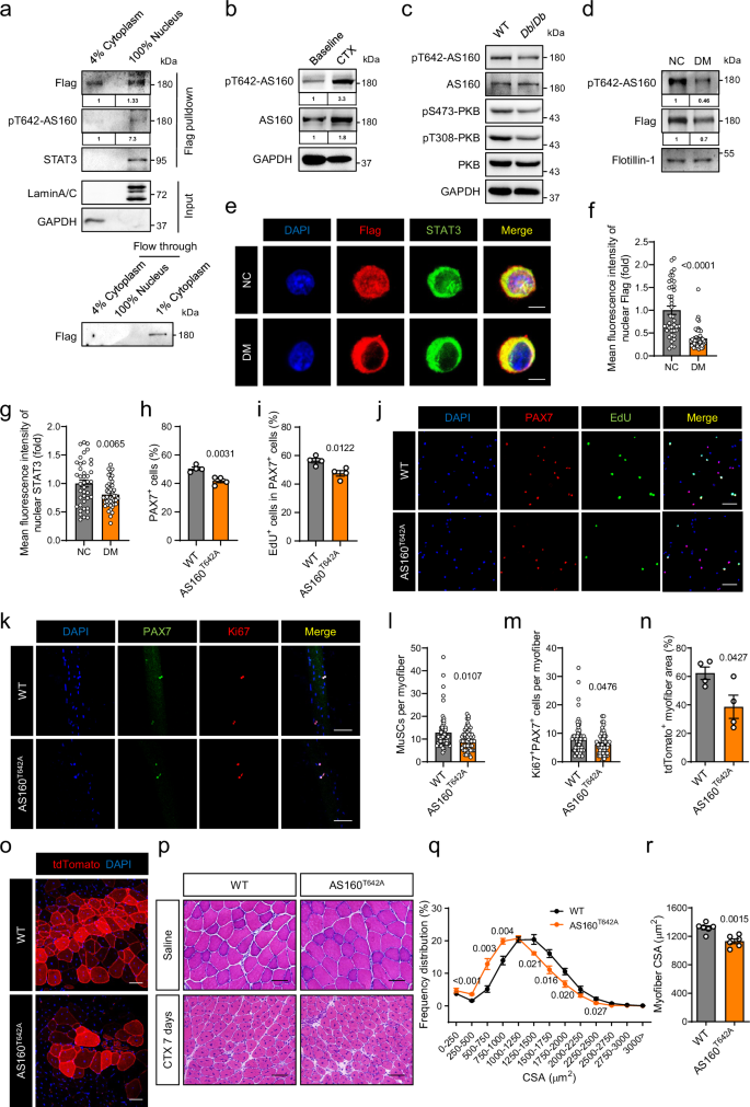 Fig. 7: The AS160T642A mutation inhibits MuSC proliferation and muscle regeneration.