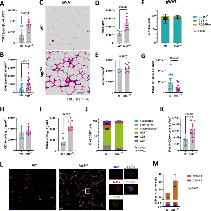 Fig. 4: Loss of adipocyte autophagy results in macrophage infiltration.