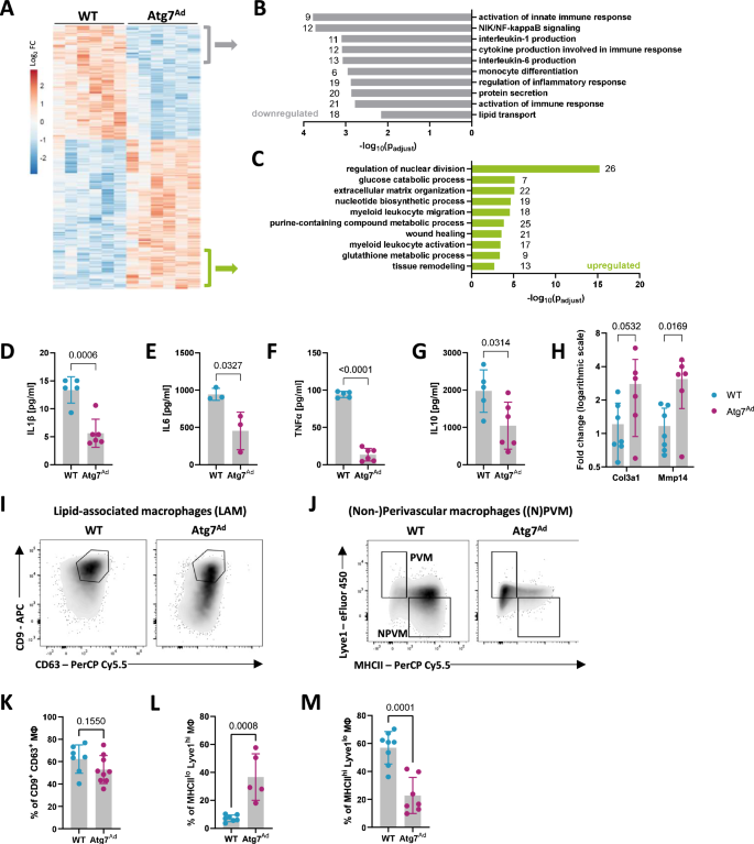 Fig. 5: Macrophages acquire a tissue-reparative phenotype upon autophagy loss in gWAT adipocytes.