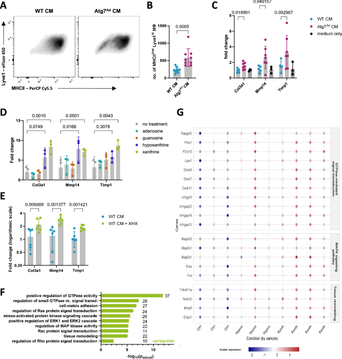 Fig. 6: Autophagy in obese adipocytes inhibits tissue-reparative macrophages and fibrosis via purine nucleoside signalling.