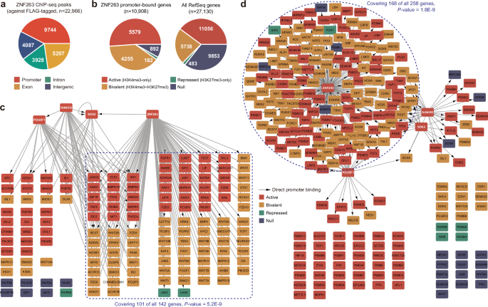 Fig. 2: ZNF263 occupancy at gene promoters in H1 hESCs.