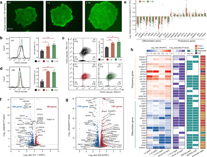 Fig. 4: ZNF263 maintains the primed pluripotent state by repressing pluripotency genes and activating differentiation genes in hESCs.
