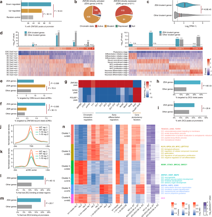 Fig. 5: ZNF263 orchestrates a feed-forward loop to prime early differentiation genes in hESCs.