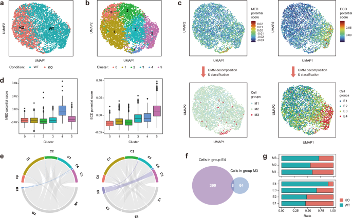 Fig. 7: ZNF263 promotes the heterogeneity of developmental potential in primed hESCs.