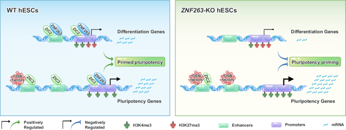 Fig. 8: Mechanistic model of ZNF263-mediated pluripotency priming in hESCs.