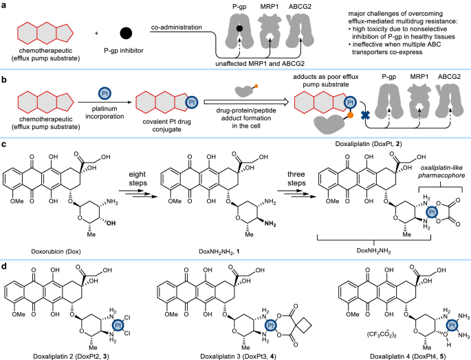 Fig. 1: Development of a strategy enabled by platinum-protein interactions to overcome chemoresistance.