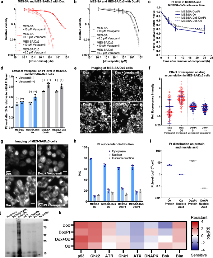 Fig. 3: Investigation of the modes of action of DoxPt.