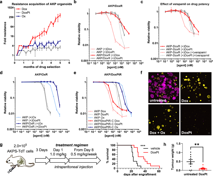 Fig. 4: Anticancer activity of DoxPt with organoid-based in vitro and in vivo models.