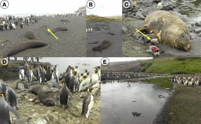 Fig. 1: Carcasses of southern elephant seals and king penguins on Petite Manchotière, Possession Island, Crozet archipelago.