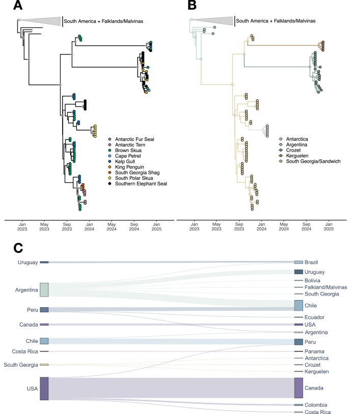 Fig. 3: Origin of the HPAI H5N1 2.3.4.4b infections on Crozet and Kerguelen islands.