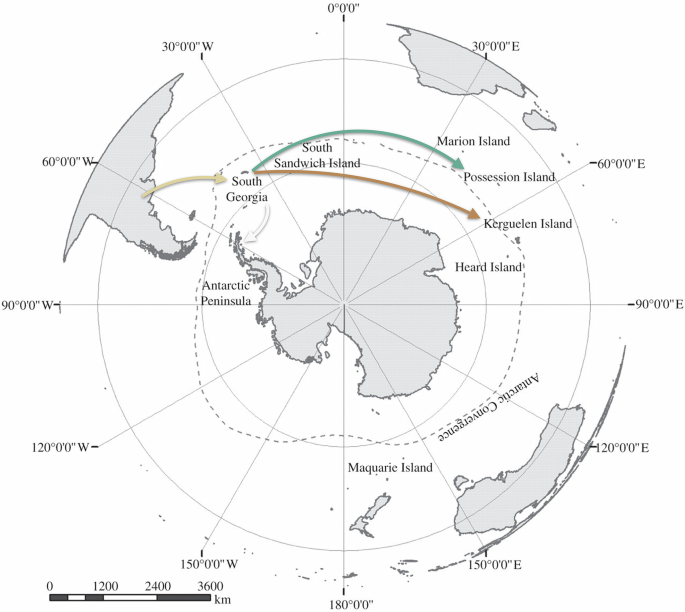 Fig. 4: Projection on a map of the phylogeographic analysis focused on our newly obtained sequences elucidates the spread of H5N1 around Antarctica, based on currently available data.
