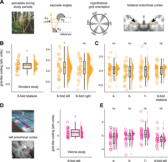 Fig. 2: Saccades associated with grid-like codes in the entorhinal cortex.