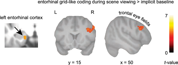 Fig. 4: Saccade-based grid-like codes are time-locked to frontal eye field activation.