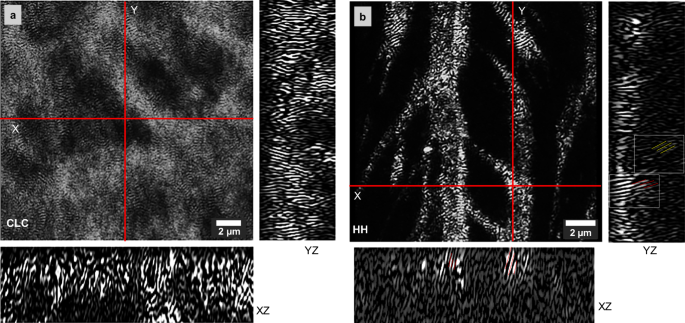 Fig. 3: Confocal fluorescence microscopy of cholesteric (CLC) and hierarchical helical (HH) morphologies.