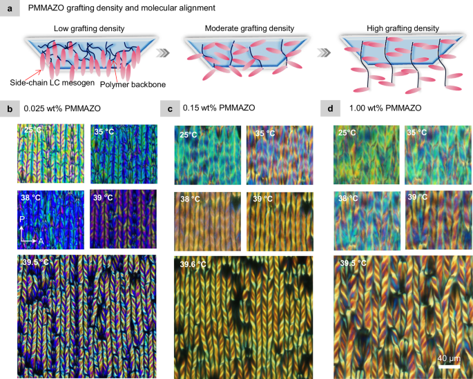 Fig. 4: Polymer brush stabilizes the hierarchical helical morphology.
