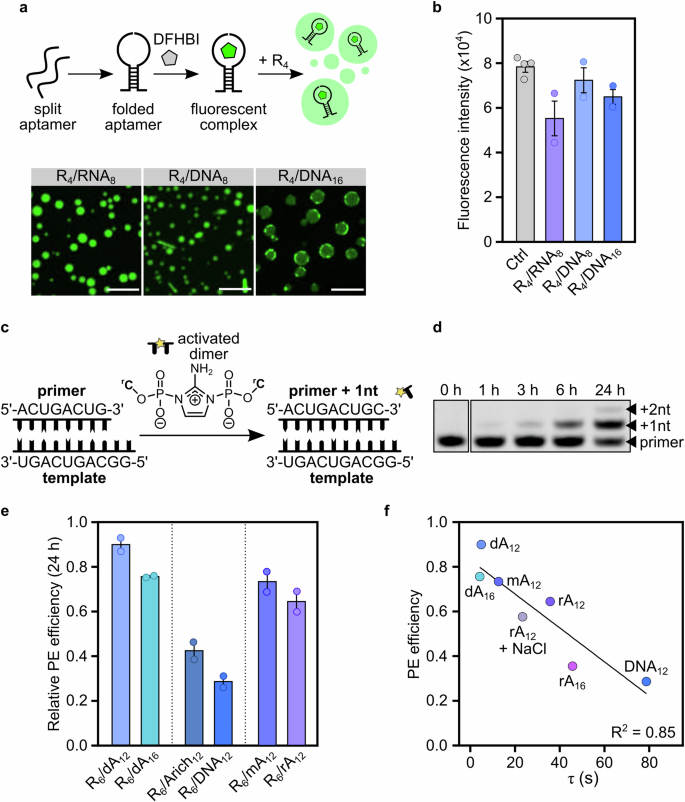 Fig. 4: Primitive coacervates are compatible with prebiotic RNA chemistry and functionality.