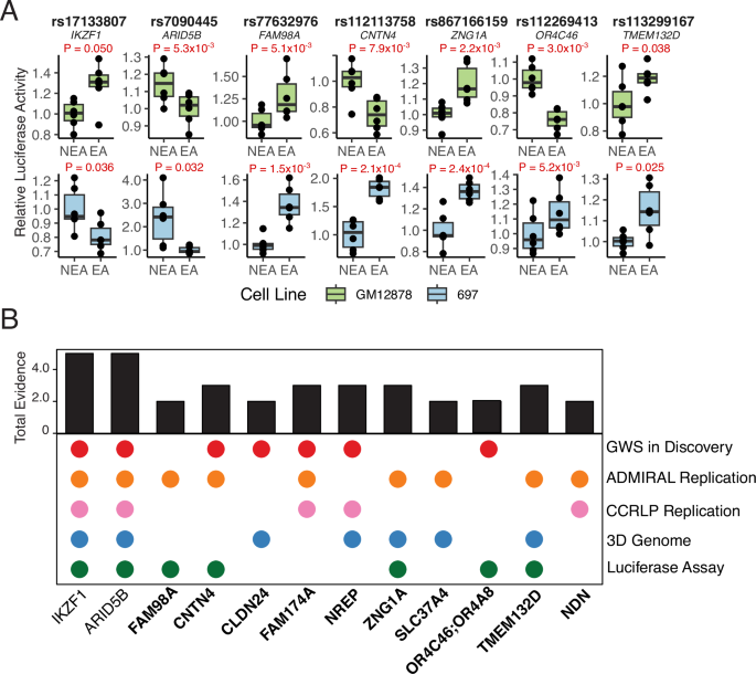 Fig. 4: Dual-luciferase reporter assay activity for prioritized B-ALL GWAS variants and overall B-ALL risk loci evidence tally.