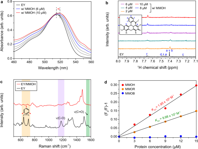 Fig. 2: Direct photoreduction of MMOH by EY.
