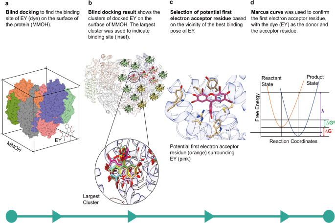 Fig. 3: Computational workflow for understanding the electron transfer mechanism from the light harvester to MMOH.