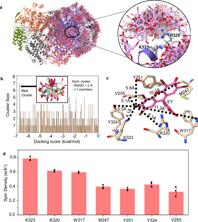 Fig. 4: Electron transfer analysis of EY on the surface of MMOH.