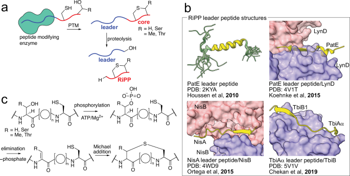 Fig. 1: RiPP biosynthesis and modes of short canonical leader peptide binding to modifying enzymes.