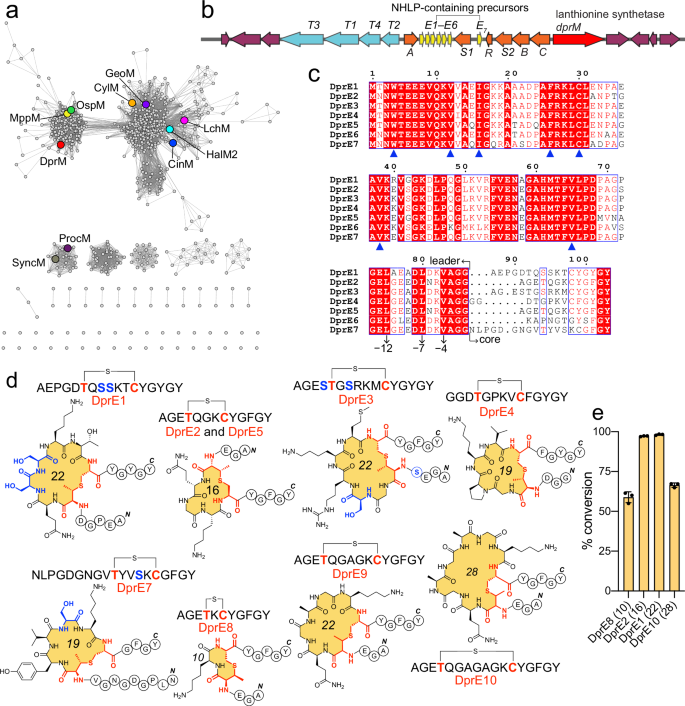 Fig. 2: The dpr BGC and activity of DprM on NHLP-containing DprE precursor peptides.