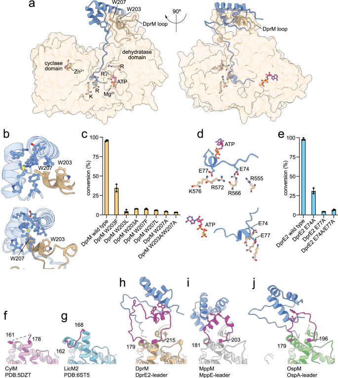 Fig. 6: NHLP/LanM interactions.