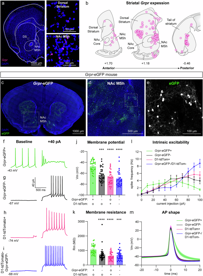 Fig. 1: Grpr is expressed in the dorsal and ventral striatum and Grpr+ cells in the NAc MSh have unique physiological properties.