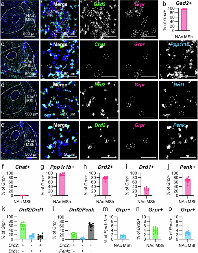 Fig. 2: Grpr is expressed in SPNs in the NAc MSh.