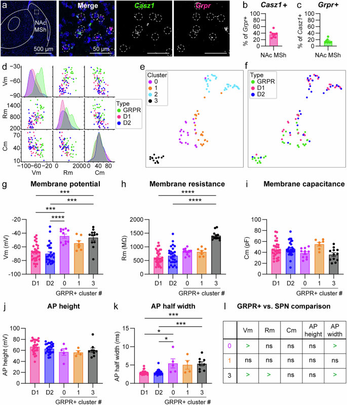 Fig. 3: Subpopulations of Grpr+ neurons in the NAc MSh have distinct physiological properties.