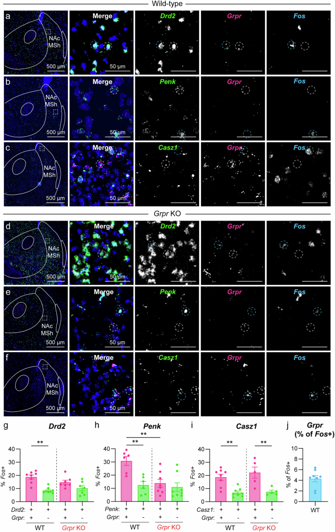 Fig. 4: Grpr+ cells in the NAc MSh have increased Fos expression.